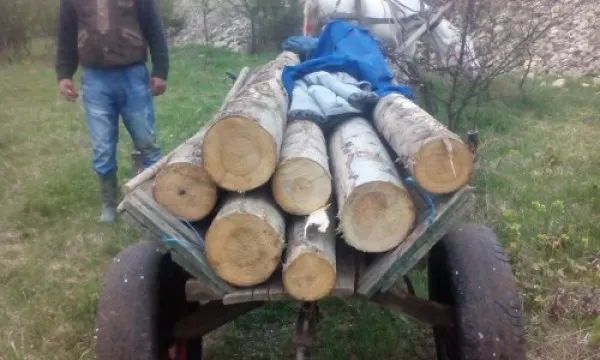 Dosar penal pentru o căruță de lemne!