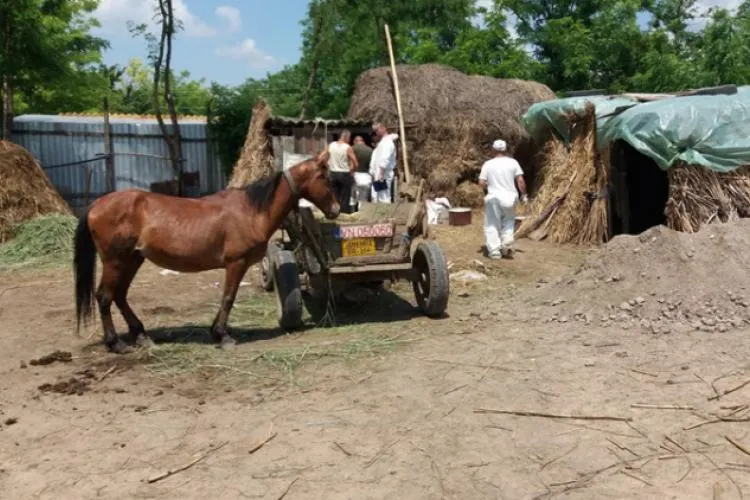Peste 64% din despăgubirile pentru Pesta Porcină Africană s-au acordat în județul Brăila