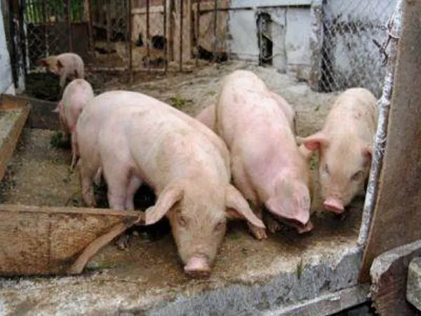 Numărul focarelor de pestă porcină în județul Brăila a crescut la 22