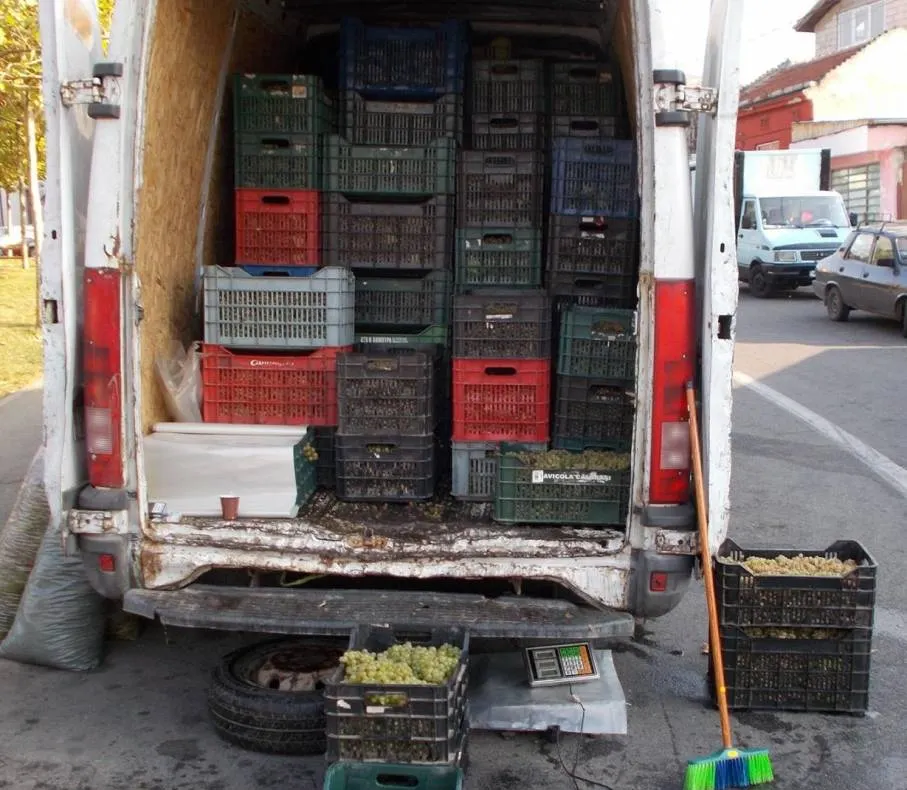 Sancționat cu amendă de 5000 de lei pentru că transporta 2 tone de struguri fără documente legale