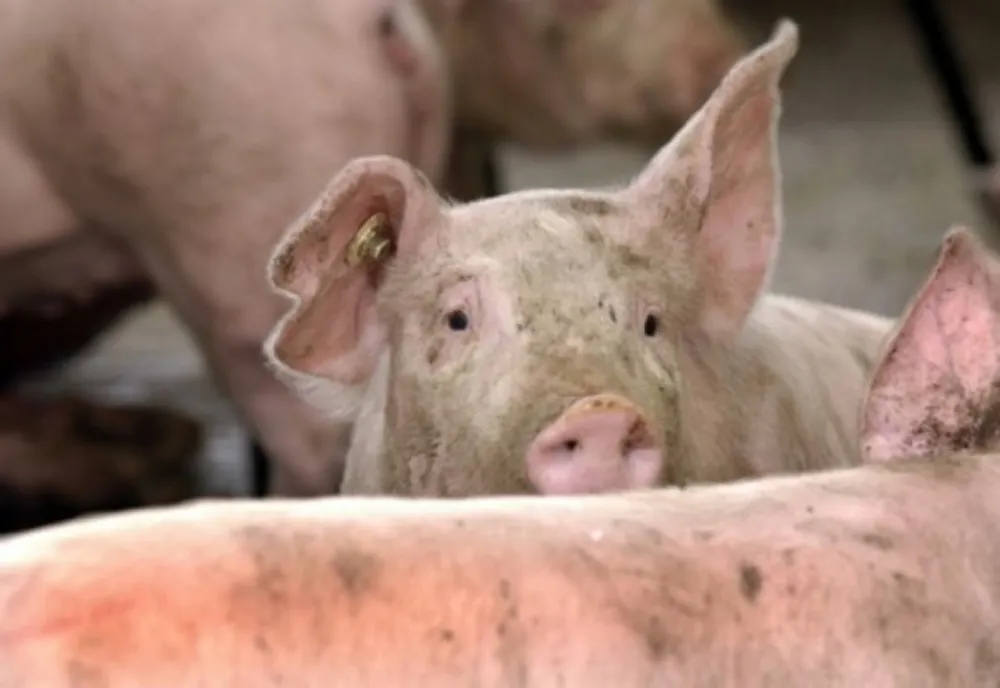 În județul Brăila mai sunt active 30 de focare de Pestă Porcină Africană