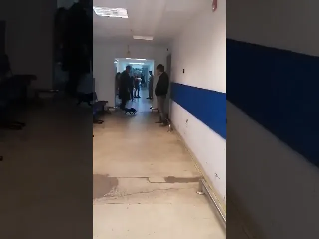 Video: A-nceput să cadă ... pisici din tavanul spitalului
