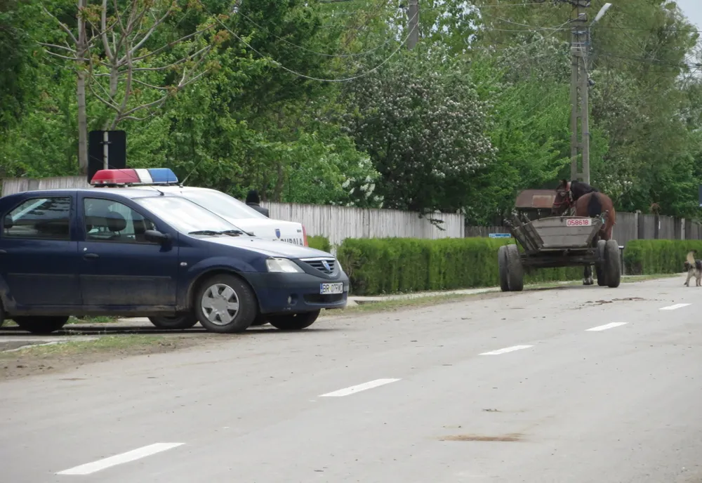 Cinci tineri din comuna Victoria cercetați pentru furturi de oi și capre din gospodăriile unor consăteni