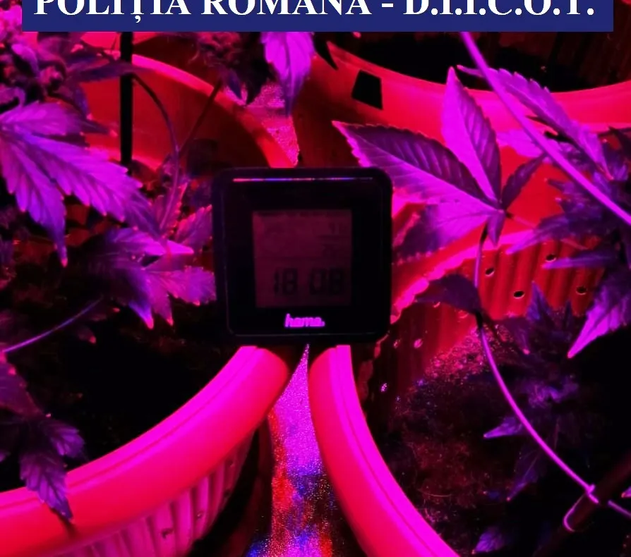 Cultură indoor de canabis