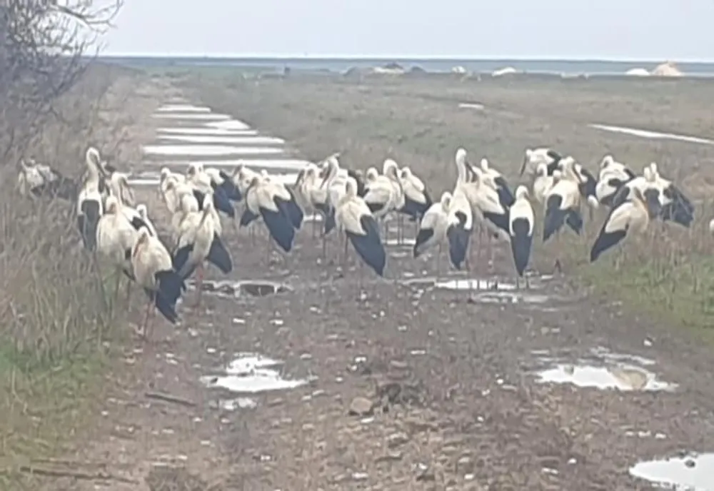 Berze înfometate și obosite au poposit în zona Plopu