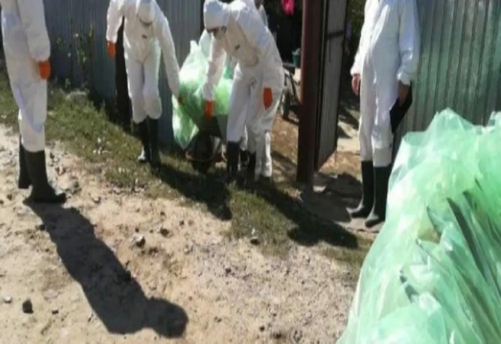 Focar de Pestă Porcină Africană în satul Voinești, comuna Măxineni