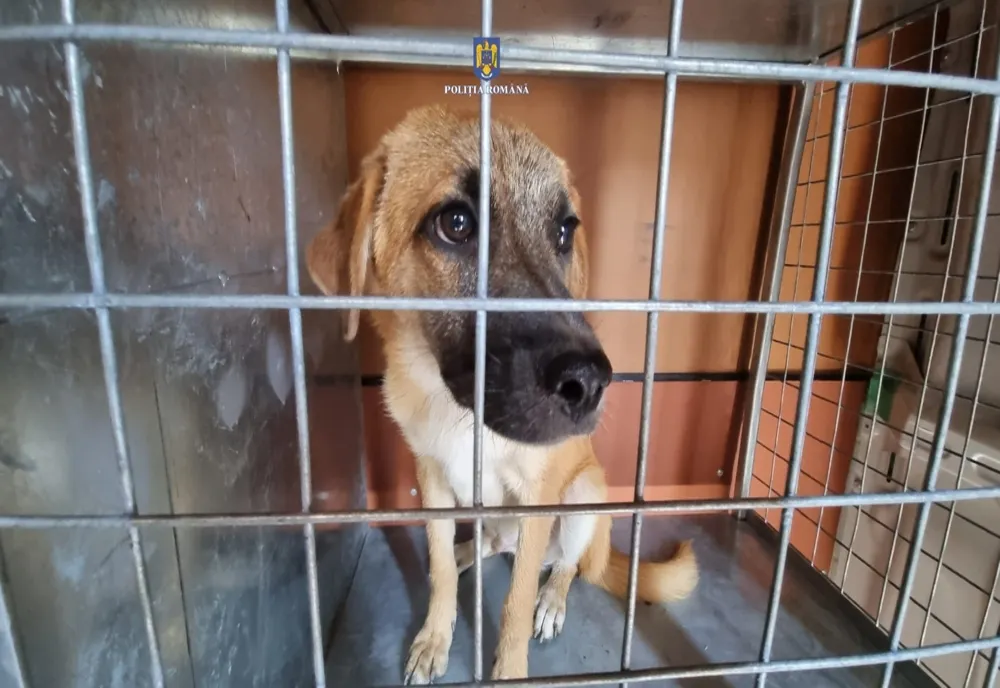 Brăila: 20 de câini salvați de polițiști de la Biroul pentru Protecția Animalelor
