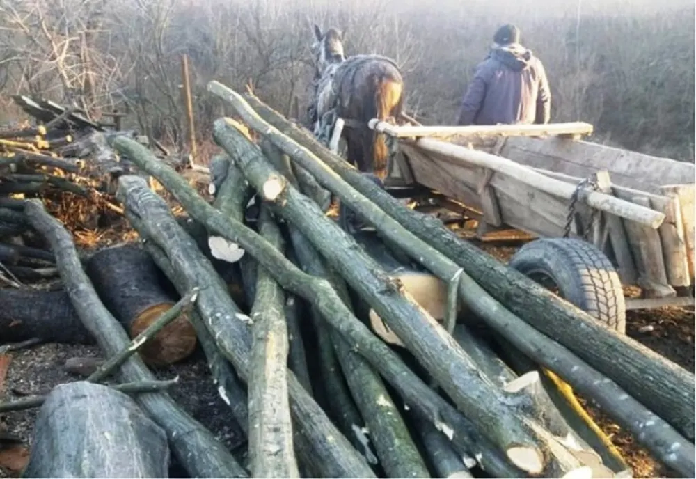 Surprins în flagrant când fura lemne dintr-o pădure din zona orașului Făurei