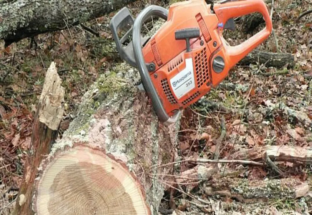 Un bărbat și doi minori depistați în flagrant de polițiștii de la Transporturi Brăila în timp ce tăiau 18 arbori din liziera de protecție CFR