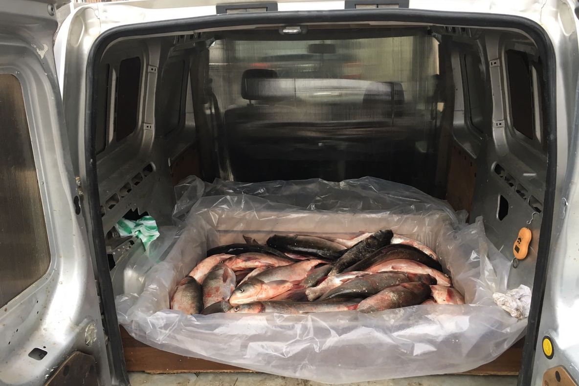 Pește fără documente, confiscat de polițiști