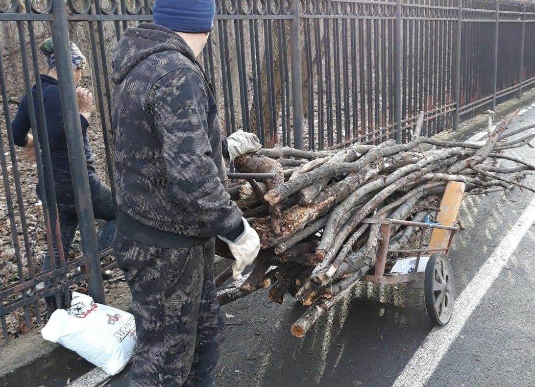 Tăieri nelegale de arbori sancționate de Poliția Locală Brăila