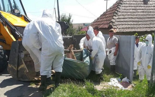 Evoluția Pestei Porcine Africane în județul Brăila la data de 28 februarie