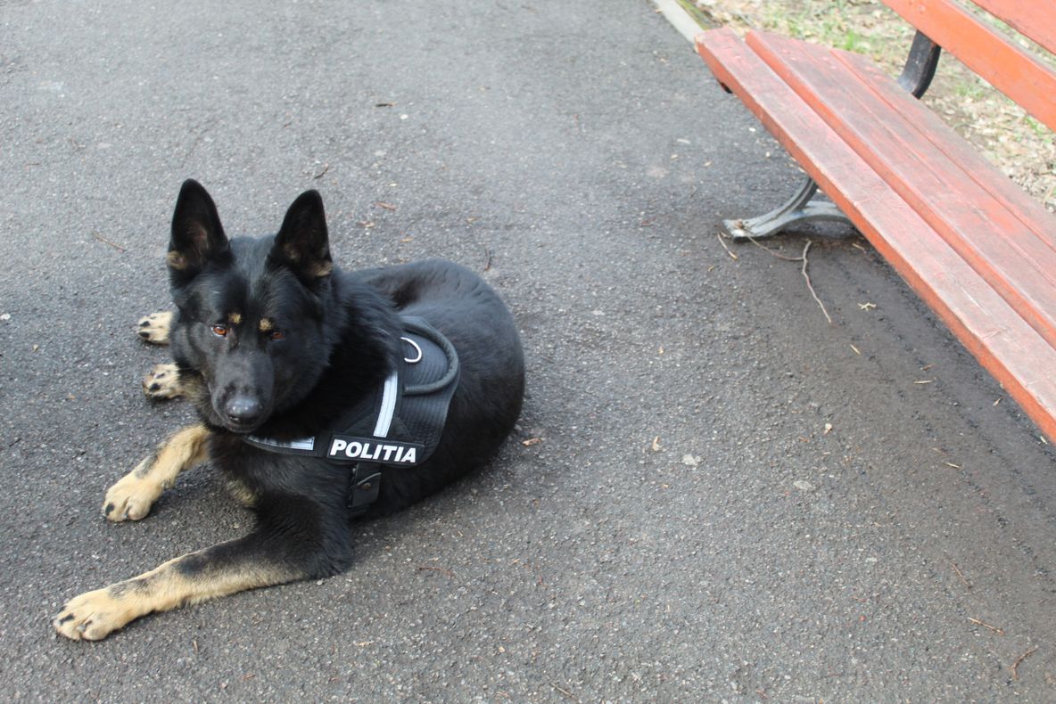 Autorul tâlhăriei de la Făurei reținut astăzi de polițiști