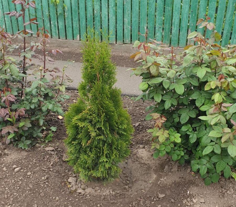 Arbuștii furați au fost replantați de hoți