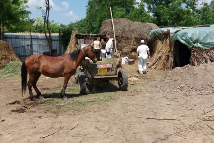 Peste 64% din despăgubirile pentru Pesta Porcină Africană s-au acordat în județul Brăila