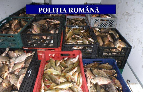 Peste 30 de tone, de pește, confiscate! O rețea internațională cu rădăcini și în Brăila!