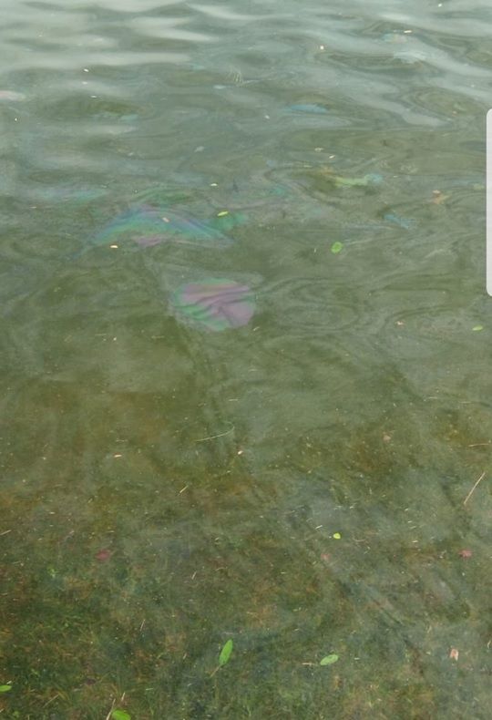 Scrisoare deschisă a Asociației Pescarilor Sportivi Brăila cu privire la poluarea de pe canalul de aducțiune de la Termocentrala Chiscani