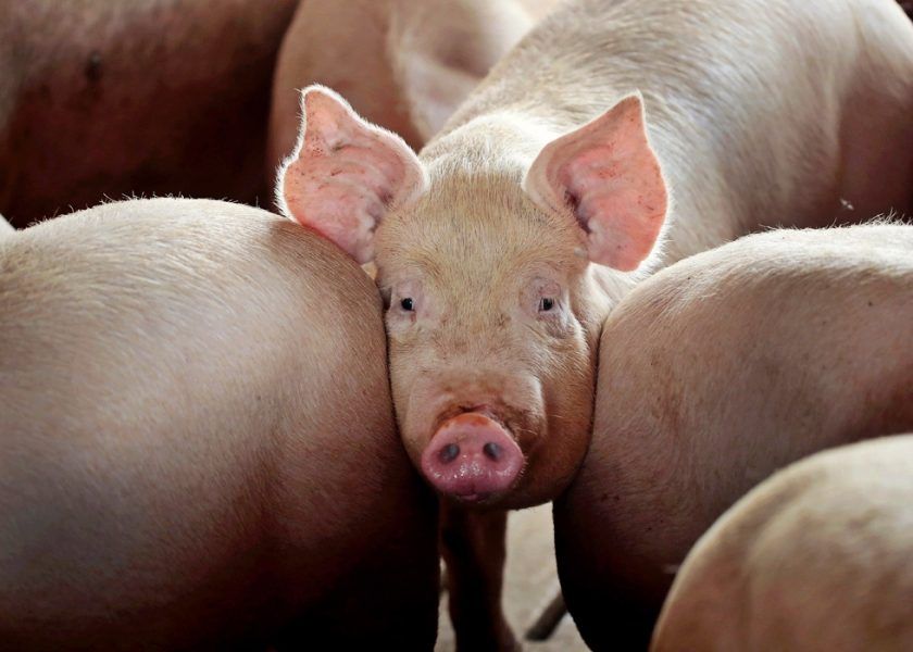 Brăila, județul cu cele mai mari despăgubiri acordate pentru pesta porcină africană