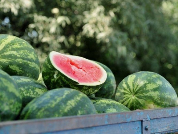 I-a furat pepenii unui vecin! Un bărbat din Zăvoaia a sustras 400 kg de pepeni într-o noapte!