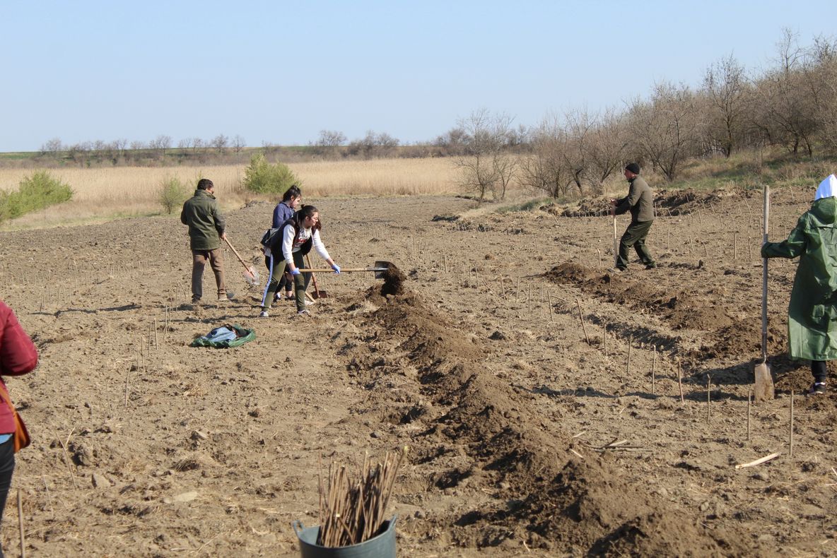 Proiect de regenerare a perdelelor forestiere pe DN2B