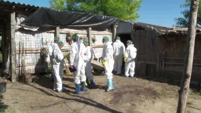 Evoluția Pestei Porcine Africane în județul Brăila