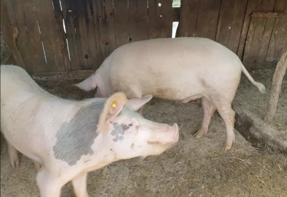 Pesta Porcină Africană interzice transportul porcilor vii din localitățile Lacu Sărat și Tudor Vladimirescu