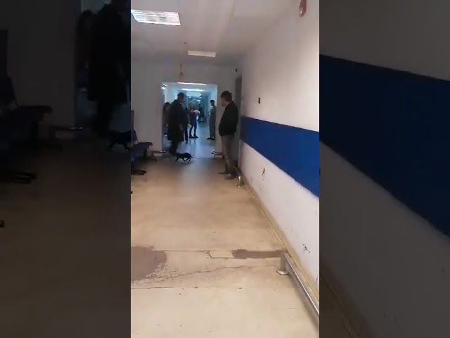 Video: A-nceput să cadă ... pisici din tavanul spitalului