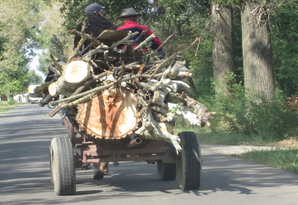 Prinși cu copacii tăiați în căruță