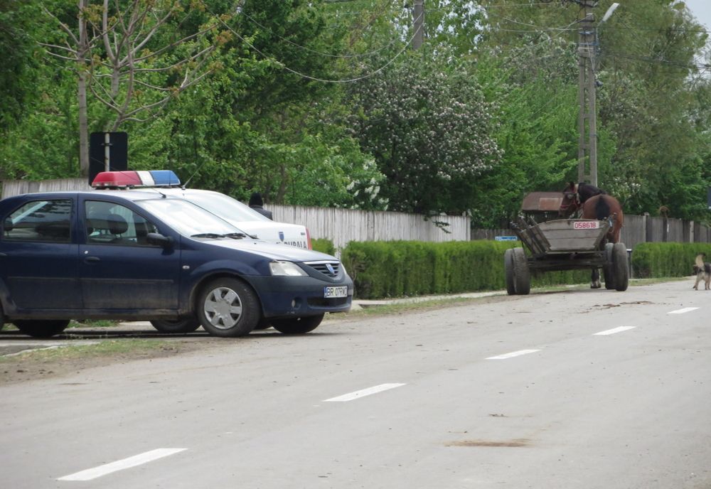 Cinci tineri din comuna Victoria cercetați pentru furturi de oi și capre din gospodăriile unor consăteni