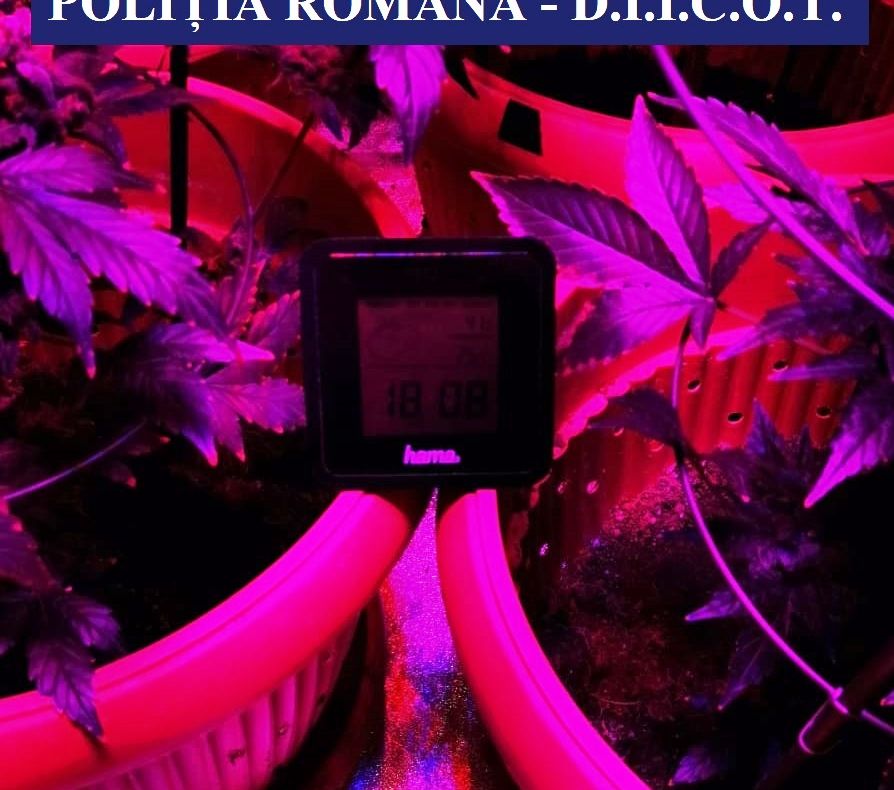 Cultură indoor de canabis