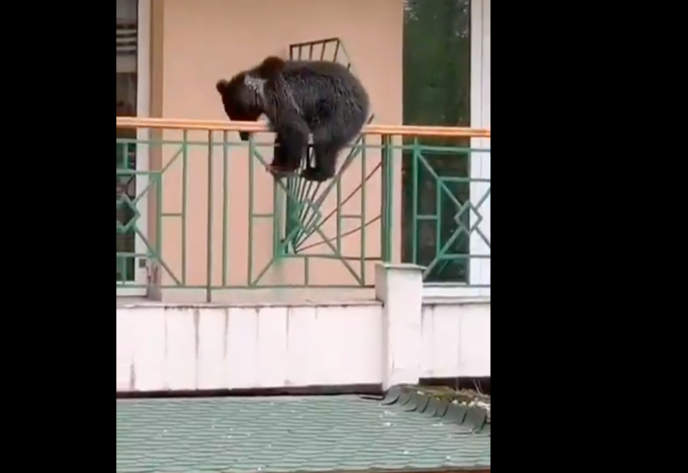 VIDEO Un ursuleț curios, în vizită la un hotel din Predeal