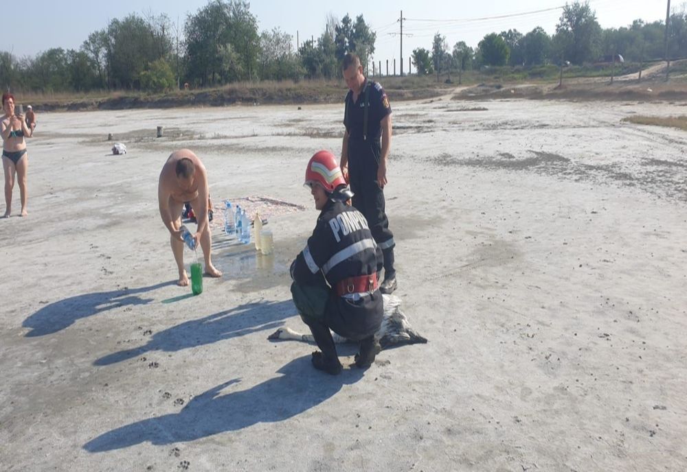 Lebădă salvată de pompierii brăileni din nămolul de la Lacu Sărat