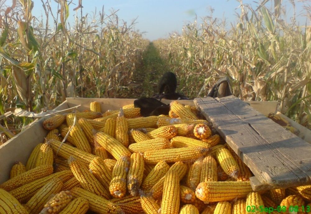 IPJ Brăila - Trei tineri au fost prinși în timp ce furau porumb