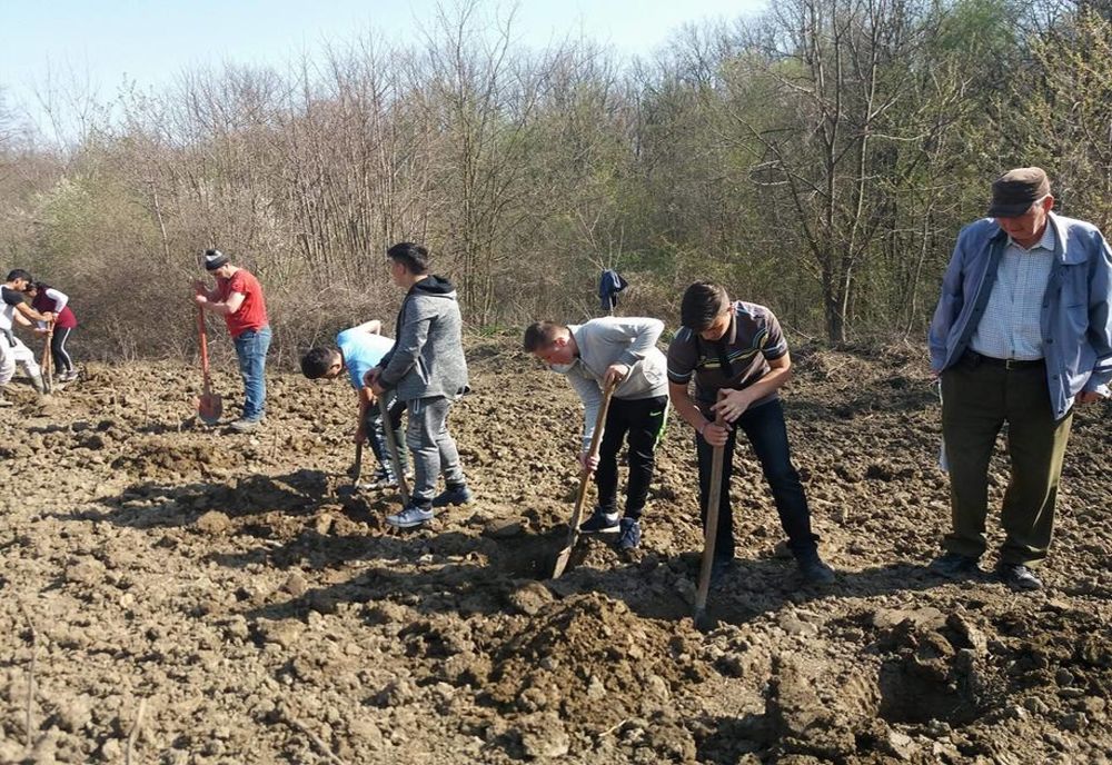 123 ha de păduri plantate în județul Brăila 