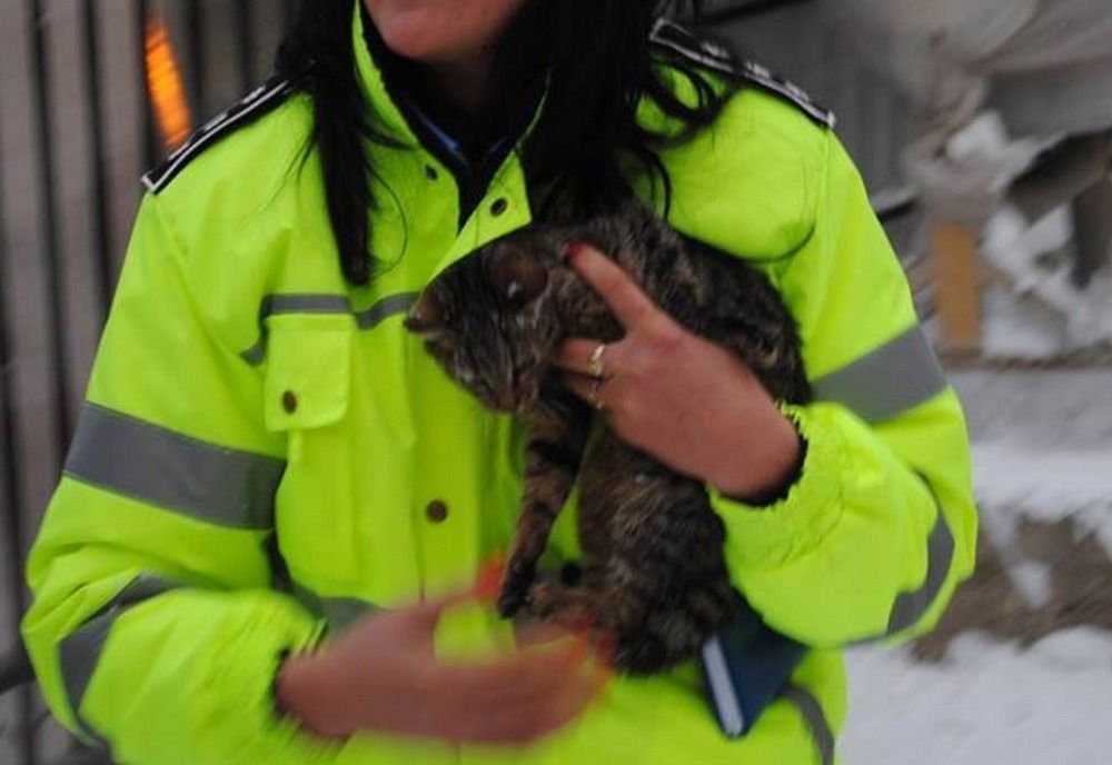 IPJ Brăila recrutează din sursă externă ofițer în cadrul Biroului pentru Protecția Animalelor