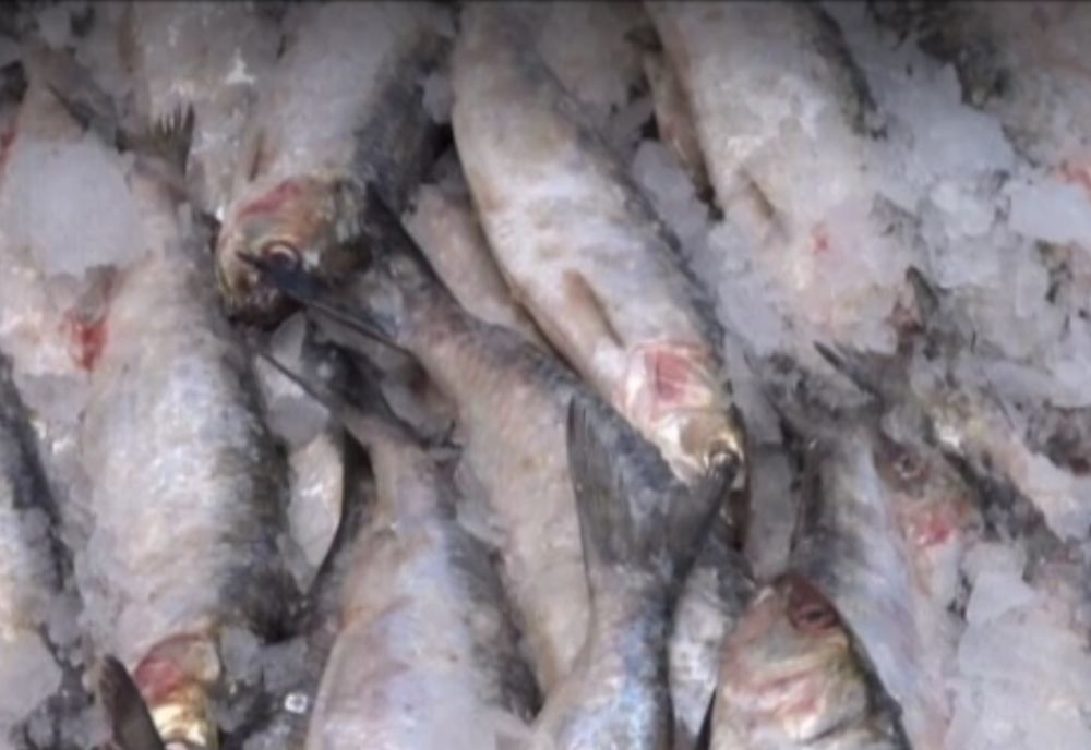 Comercializa hering pe post de scrumbie