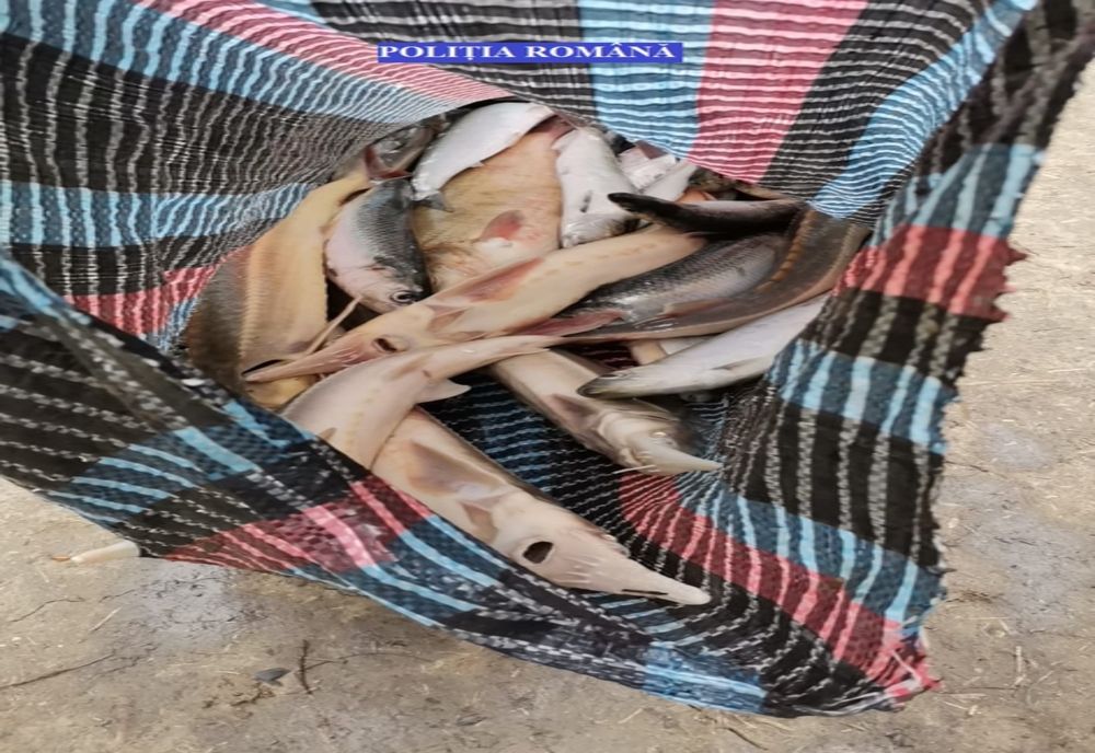 Polițiștii au ridicat în vederea continuării cercetărilor 32 de plase de pescuit comercial și două prostovoale