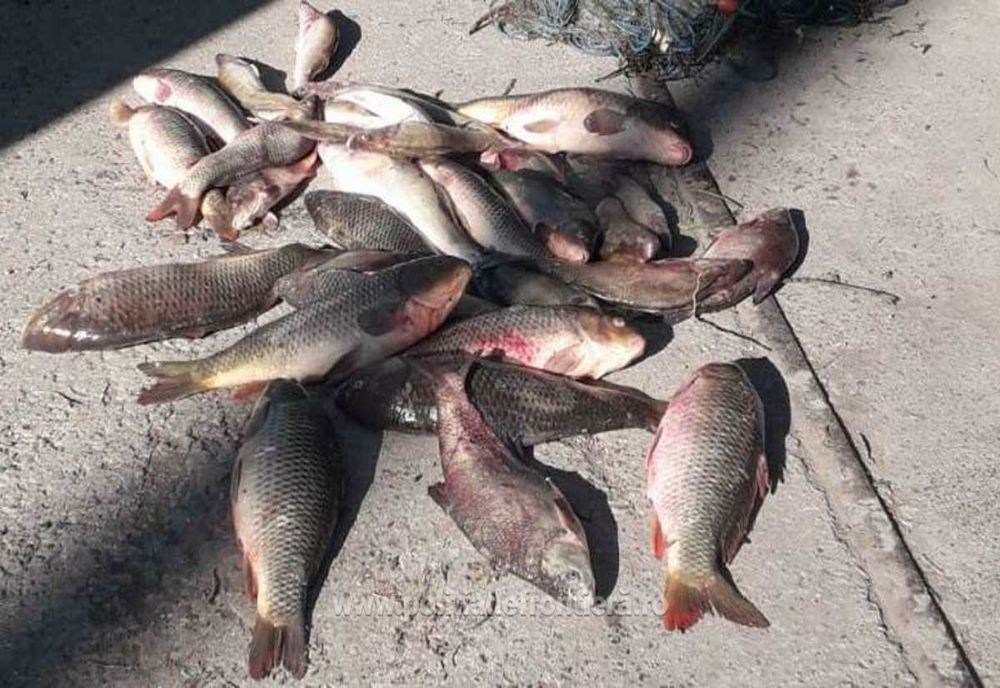 Aproximativ 60 de kg de peşte şi bunuri în valoare totală de 11.800 de lei confiscate de polițiștii de frontieră brăileni