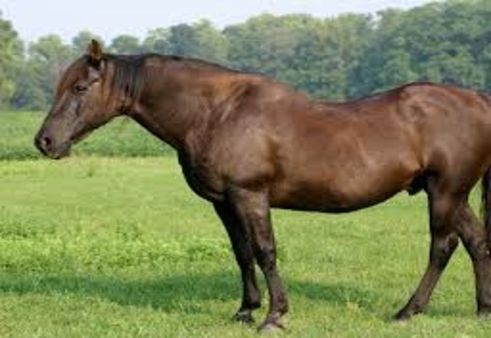 Un bărbat din județul Ialomița acuzat că a furat un cal al unui tânăr din comuna brăileană Roșiori