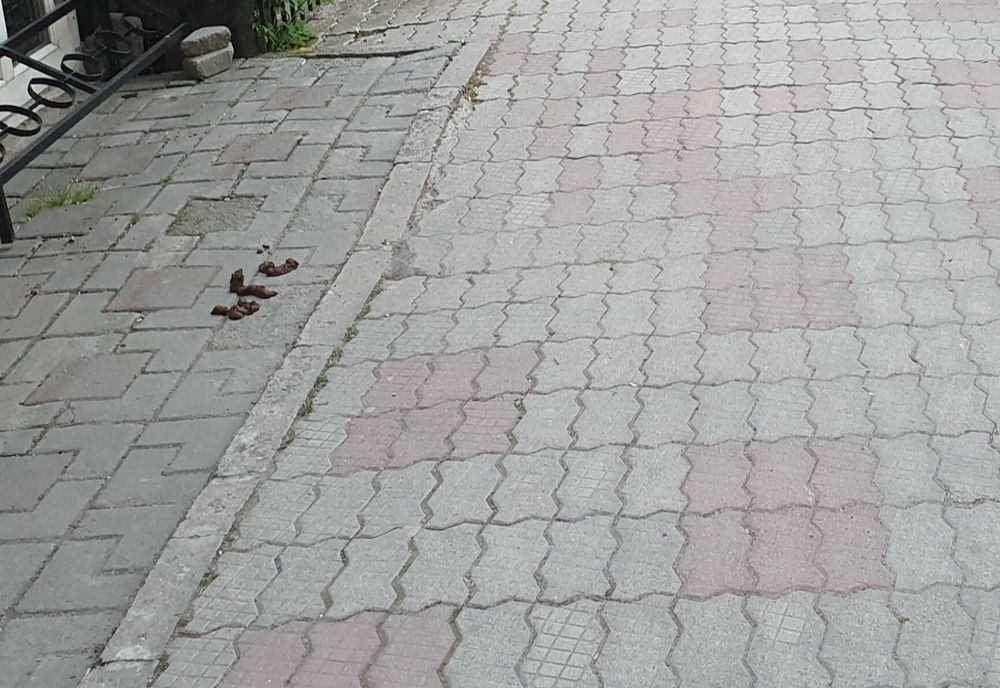 Amenzi aplicate de polițiștii locali pentru proprietarii de câini care nu au strâns excrementele animalelor de pe trotuar