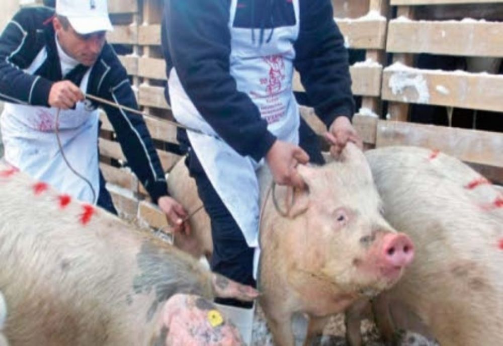 De la începutul acestui an, în județul Brăila au fost confirmate 27 de focare de Pestă Porcină Africană