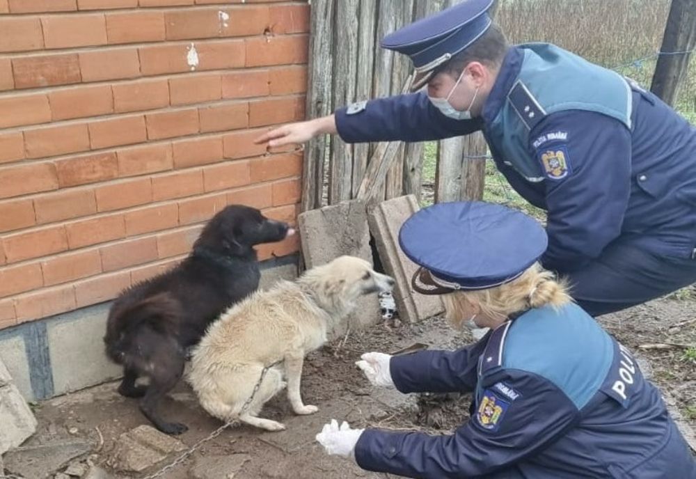 Trei exemplare canine plasate de Polițiști într-un adăpost
