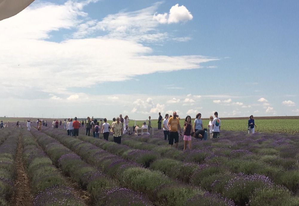 În perioada 2-3 iulie se organizează o nouă ediție a ”Festivalului Lavandei din Bărăgan”
