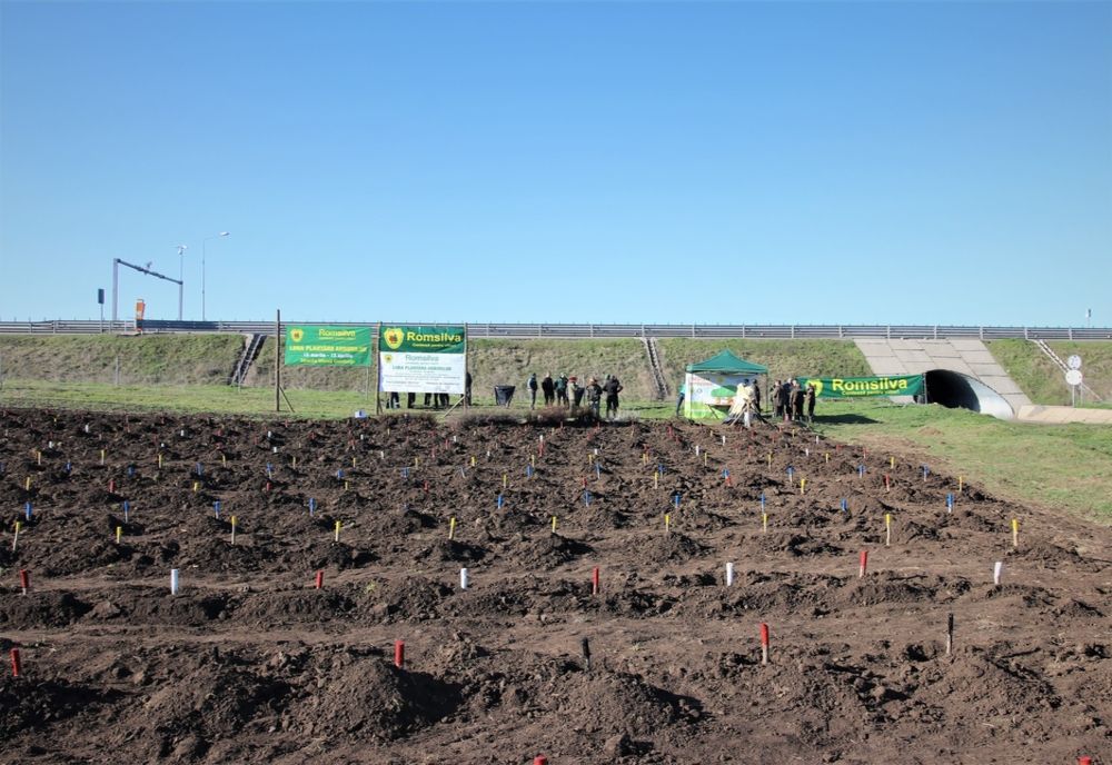 Direcţia Silvică Brăila şi-a propus ca în acest an să împădurească 330 de ha de teren