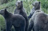 Alarmă în satele României: urșii au dat iama în casele oamenilor. Ce spun localnicii
