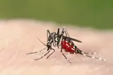 INSP: 5 cazuri cu virusul West Nile, confirmate în Brăila în 2026