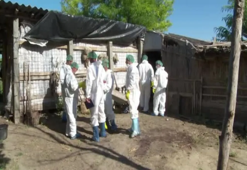 Pesta porcină africană la sfârșitul anului 2019