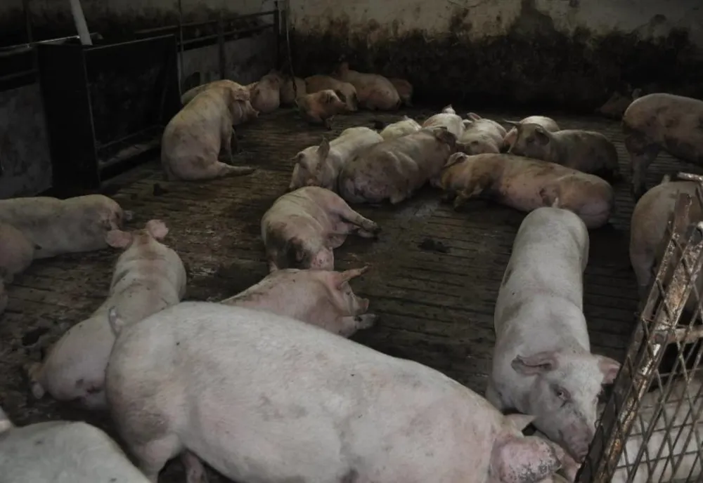Două focare de PPA în județul Brăila