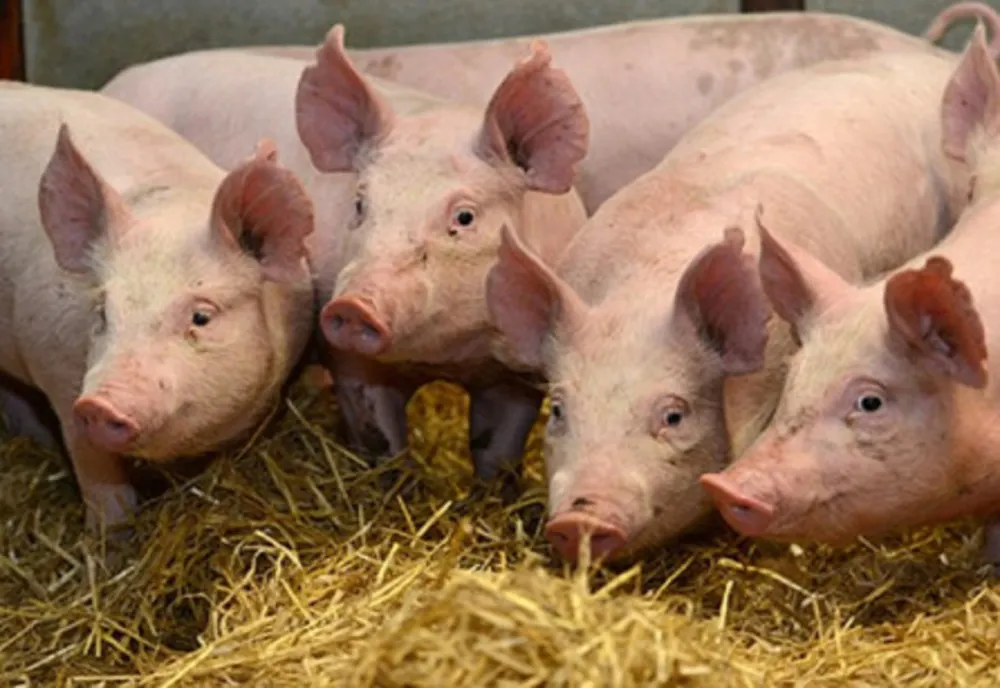 Brăila rămâne județul unde s-au plătit peste 50% din totalul despăgubirilor pentru Pesta Porcină Africană