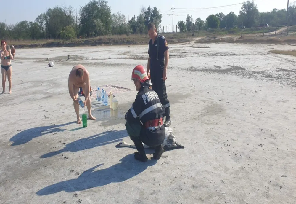 Lebădă salvată de pompierii brăileni din nămolul de la Lacu Sărat